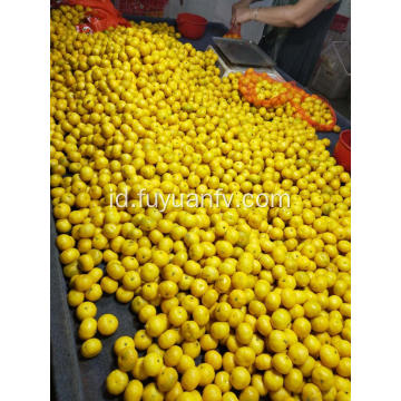 Jeruk mandarin bayi langsung dari pabrik